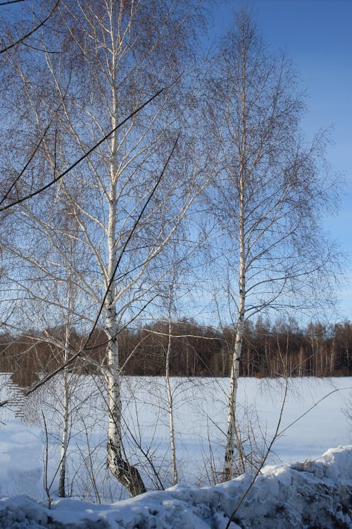 Leafless Trees on a Snowy Field under Blue Sky 