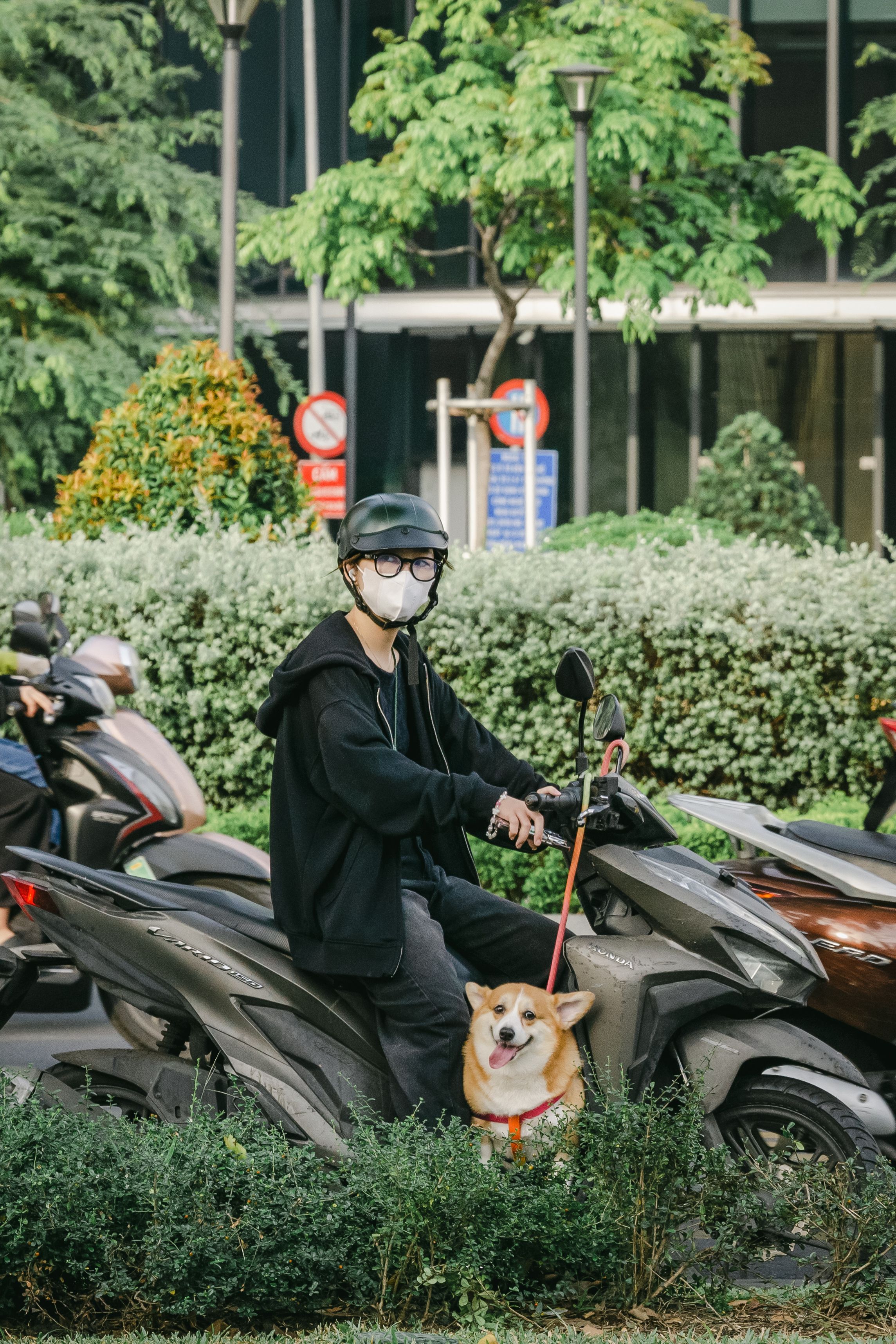 A Man Sitting on a Motorbike and Holding His Corgi Dog on a Leash ...