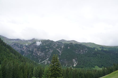 Imagine de stoc gratuită din arbori veșnic verzi, codru, fotografie cu drona