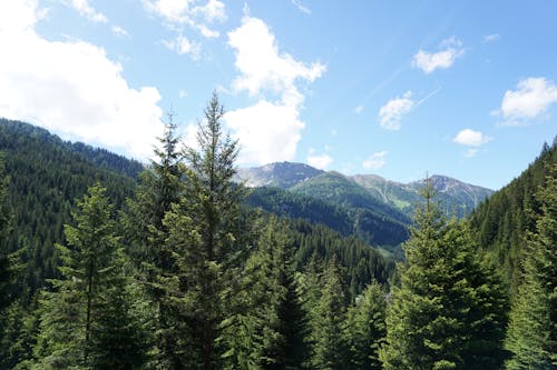 Scenic View of a Green Forest and Rocky Mountains 