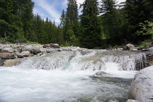 Free Peaceful stream flowing through evergreen forest with rocks and gentle waterfall. Stock Photo