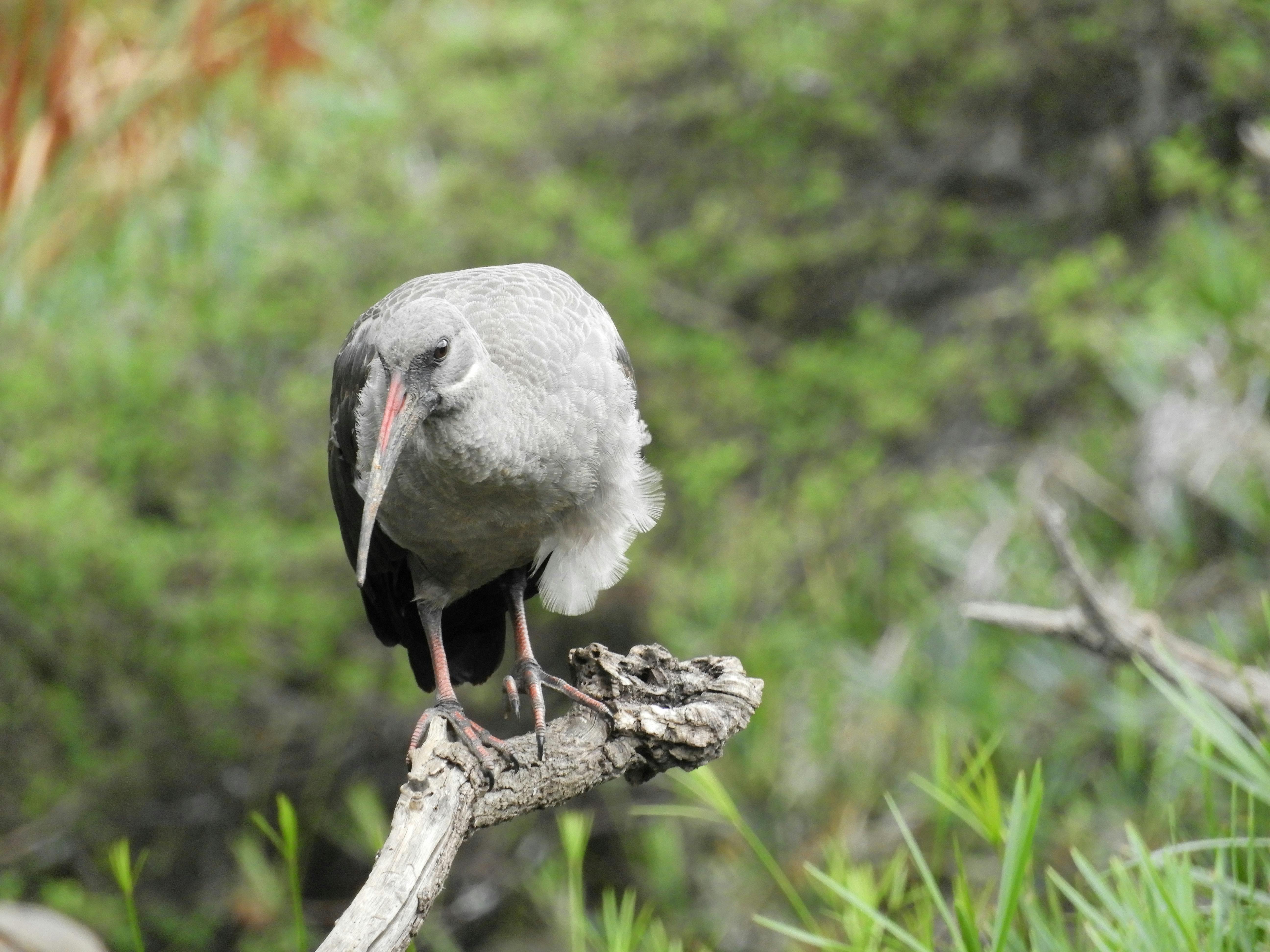 ibis bird in nature