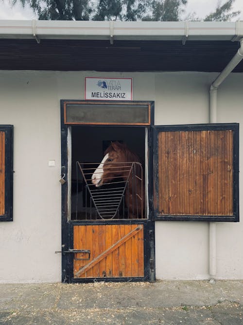 Darmowe zdjęcie z galerii z brązowy koń, budynek, gospodarstwo