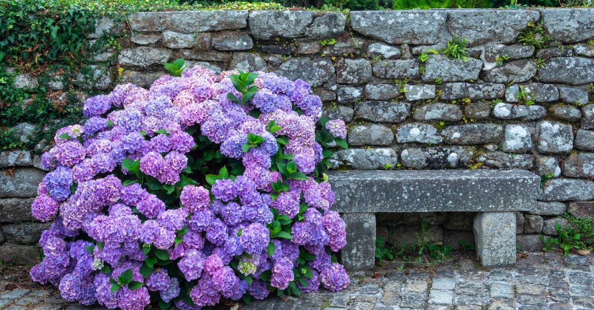 Buisson rond : Top 10 variétés jardin