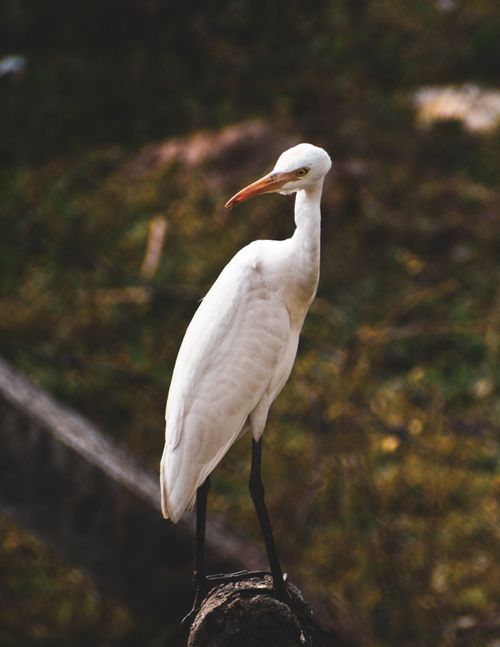 Free A solitary Great Egret perched in its natural habitat, showcasing its graceful posture. Stock Photo