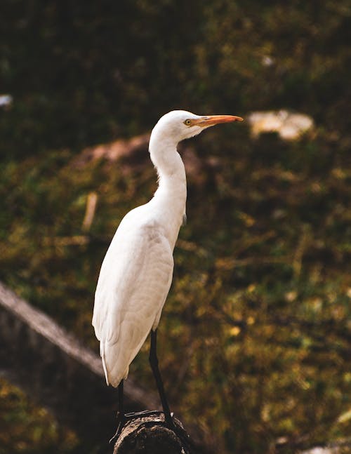 Close-up of a Great Egret Standing Outside 