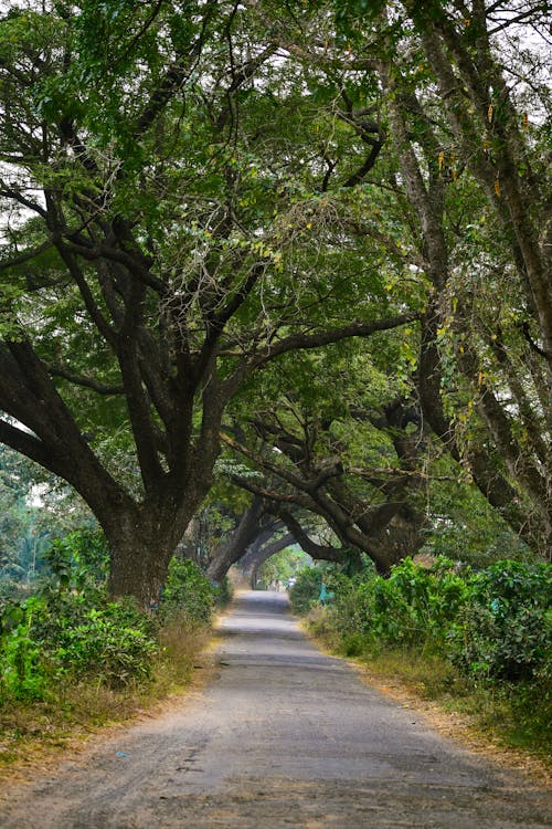 A road lined with trees and bushes
