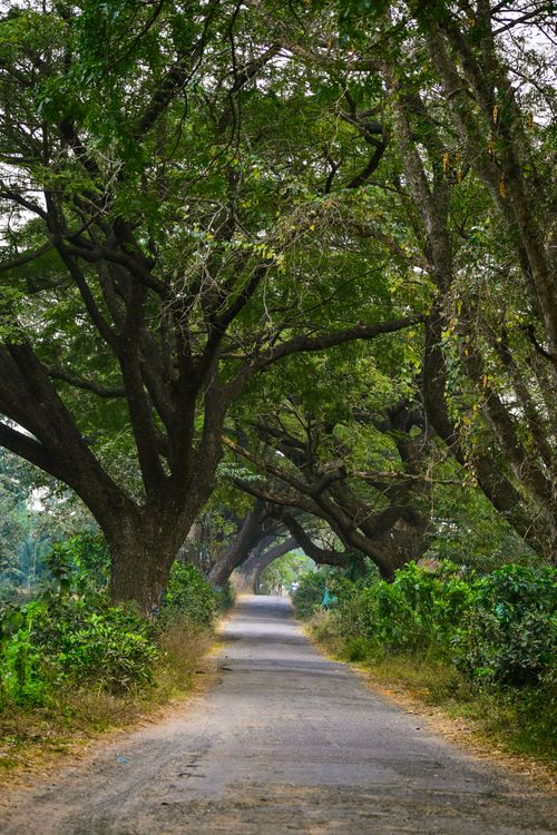 Free A peaceful, tree-lined rural road with towering green trees creating a natural canopy. Stock Photo