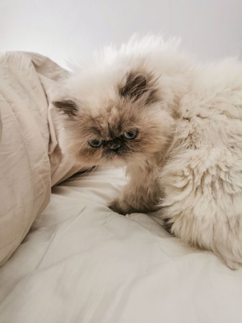 Free Fluffy Persian cat lounging on a bed with white sheets in a cozy setting. Stock Photo