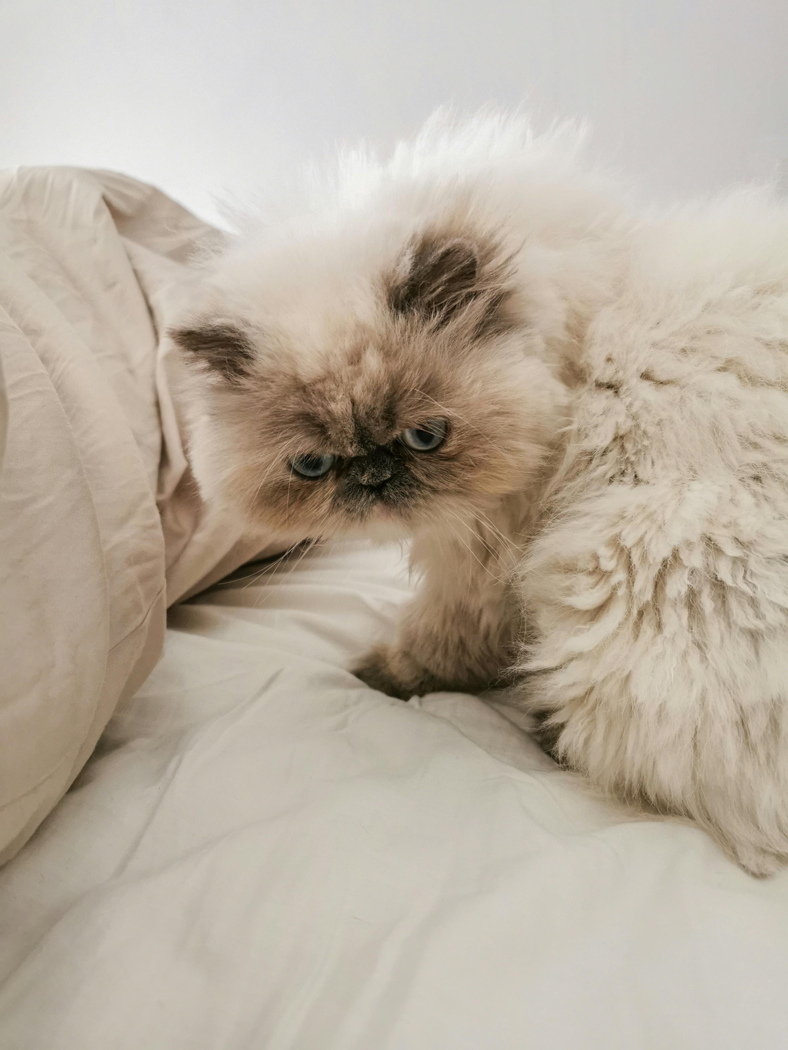 Versteckt sich deine Katze plötzlich? Ursachen & Hilfe