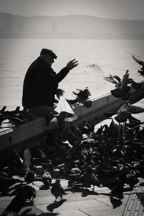 Elderly Man Sitting and Feeding Pigeons on Sea Shore