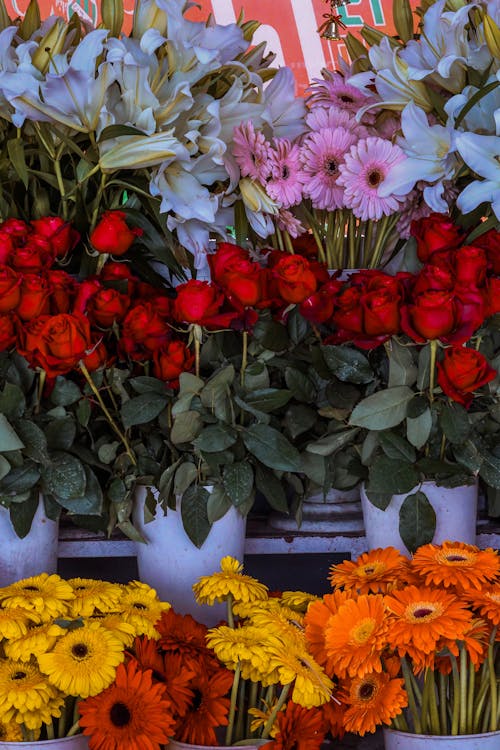 거베라, 꽃, 꽃 가게의 무료 스톡 사진