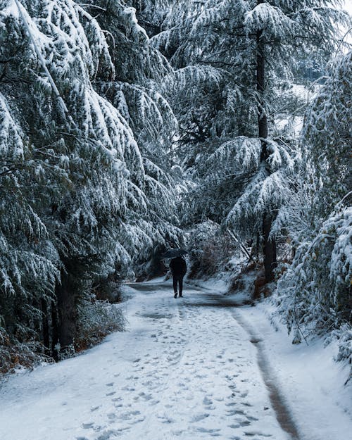 Foto d'estoc gratuïta de arbres, branques, caminant