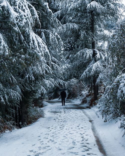 Free A person walks on a snowy forest path surrounded by frosty trees, conveying a serene winter ambiance. Stock Photo