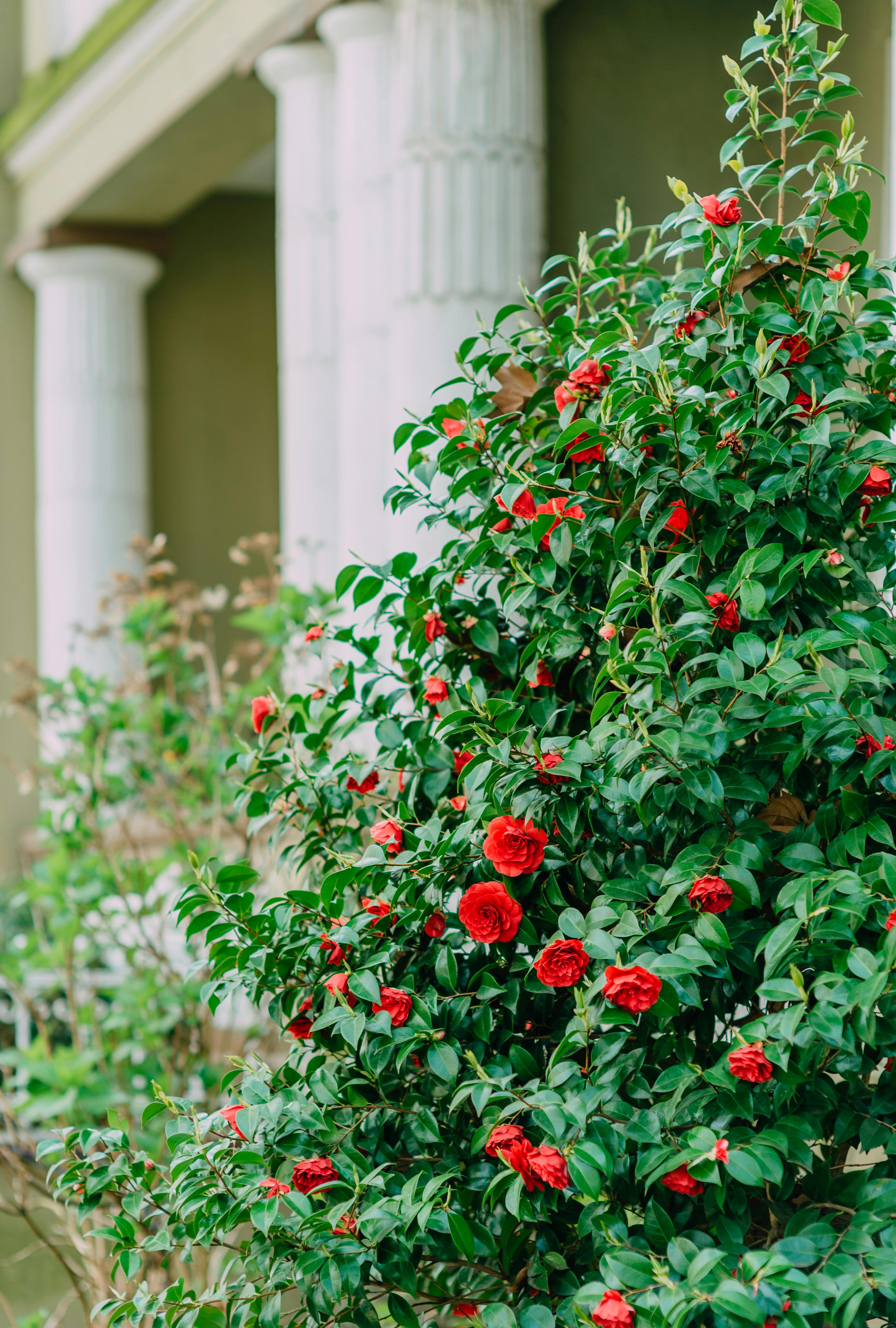 Vibrant red roses bloom in front of classical columns, showcasing architectural elegance and natural beauty.