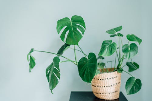 Gratis lagerfoto af Fingerphilodendron, grønne, halmkurv