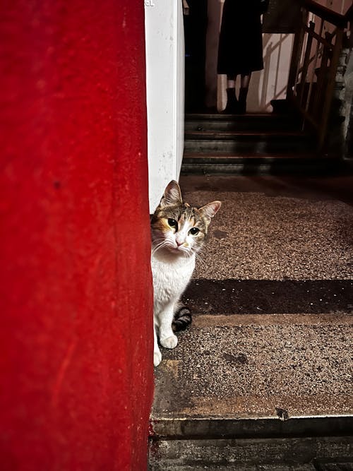 Free stock photo of animal photography, cat