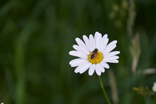 Kostnadsfri bild av äng, blomma, delikat