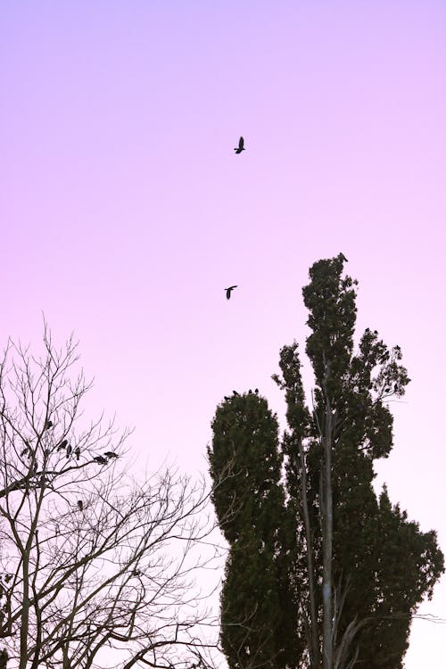 Birds flying over a tree and purple sky