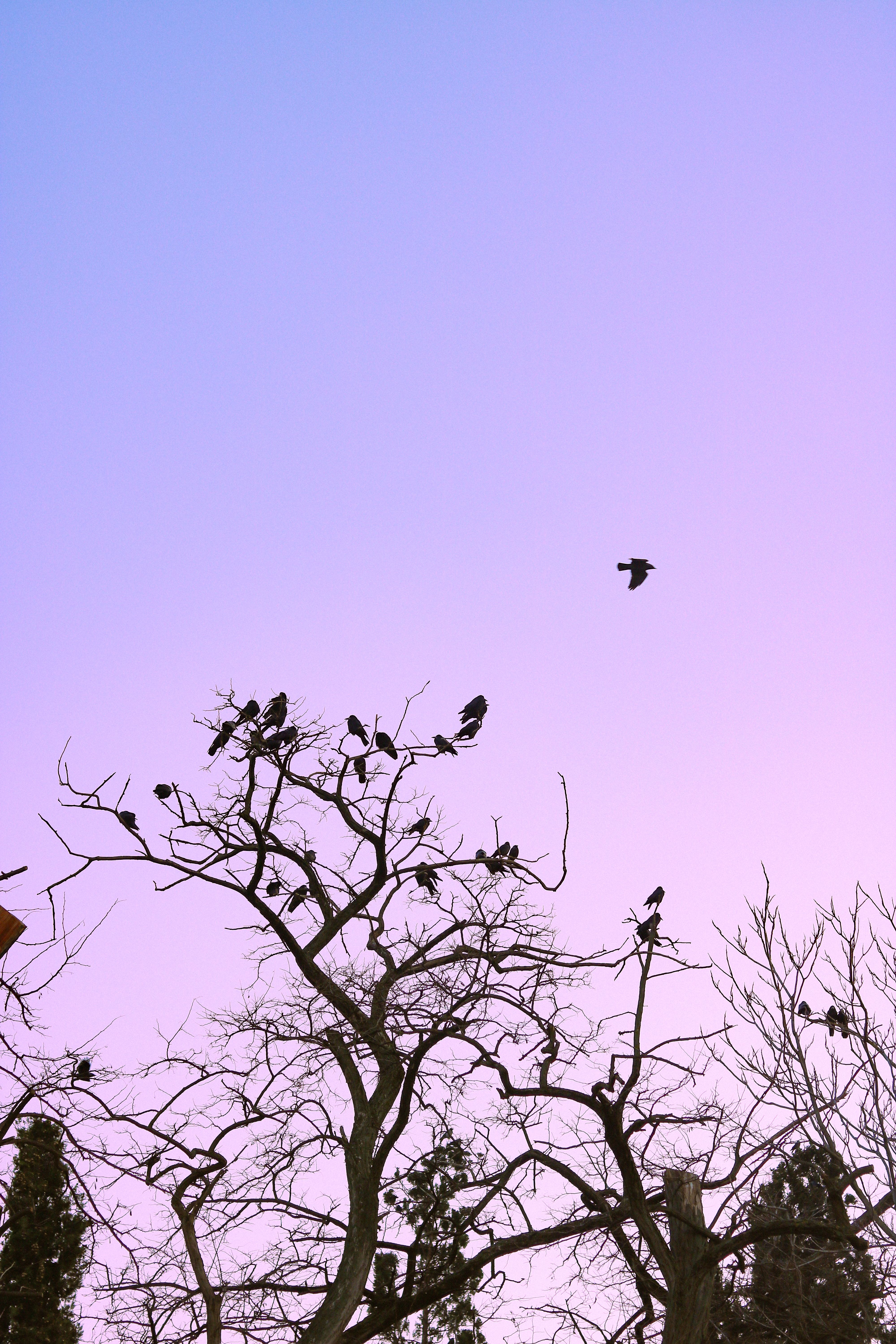 Bird silhouettes perched on tree branches against a pink sunset sky.
