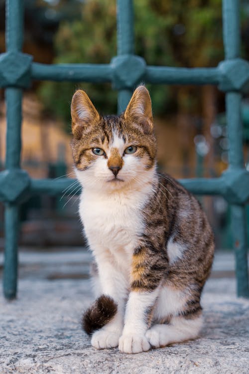 Δωρεάν στοκ φωτογραφιών με Γάτα, γάτα φωτογραφία, γατάκι