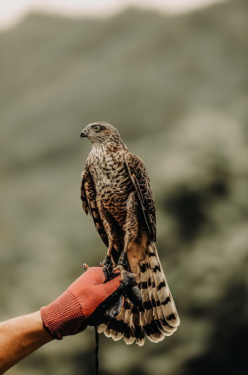 Gratis lagerfoto af arm, dyrefotografering, fugl