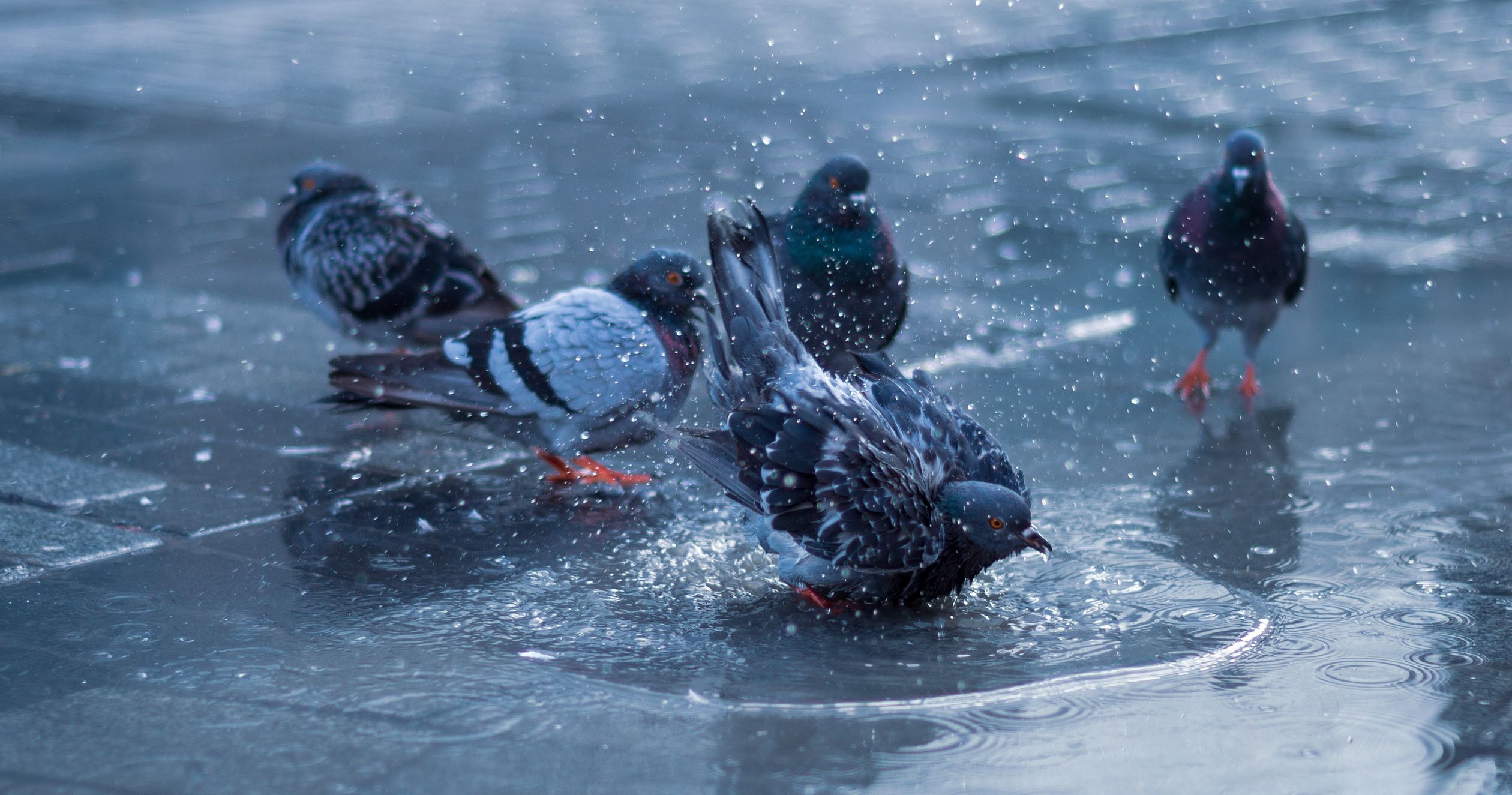 Close-up of Pigeons Splashing Water in a Puddle · Free Stock Photo