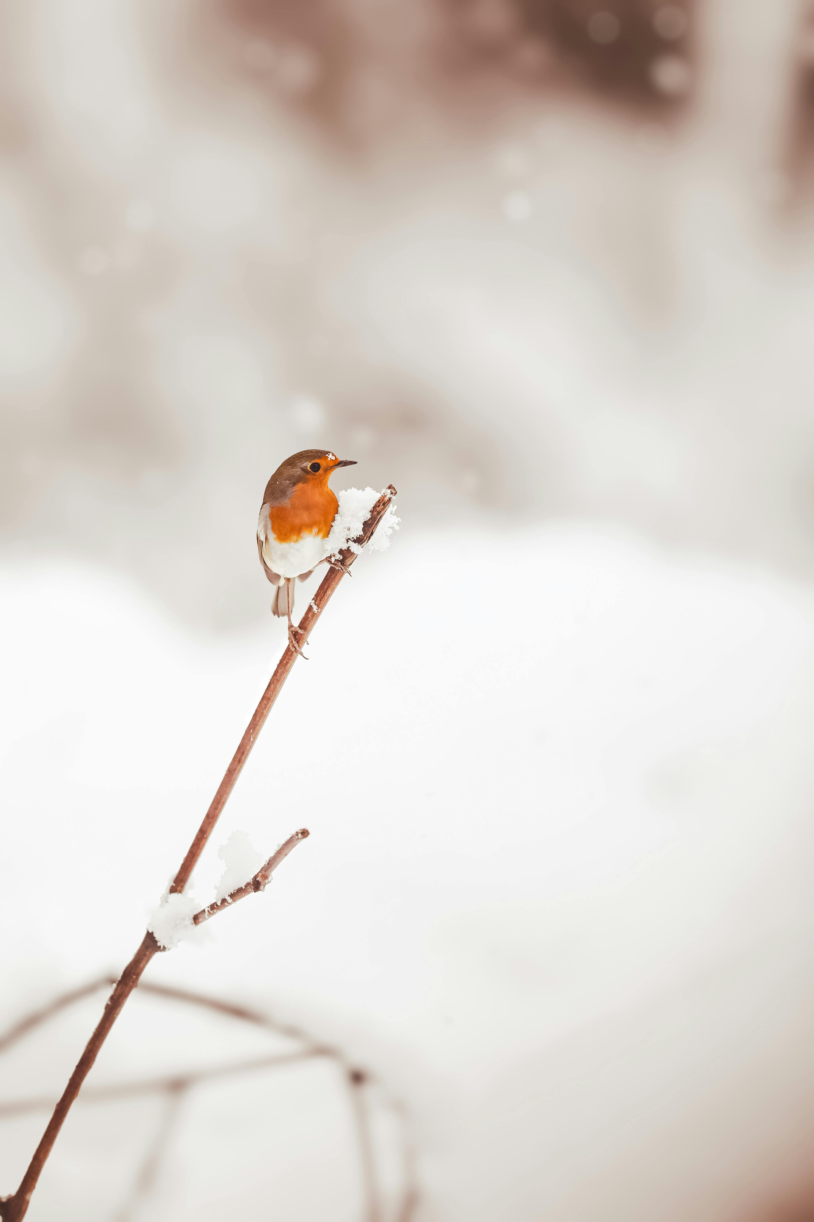 european robin in winter