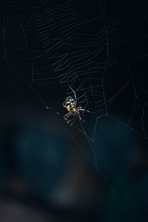 Immagine gratuita di animale, fauna selvatica, insetto