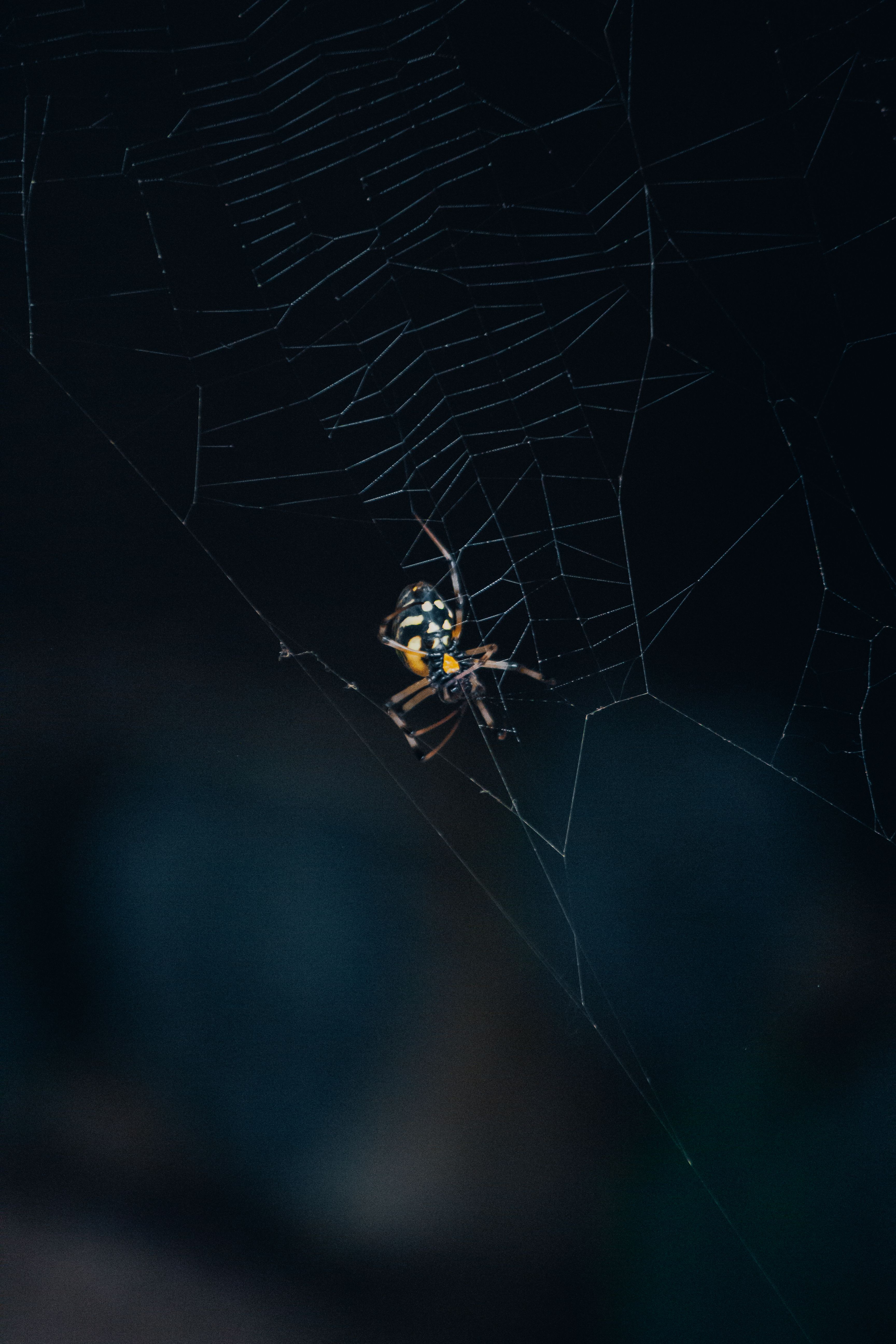 A spider is sitting in the middle of a web · Free Stock Photo