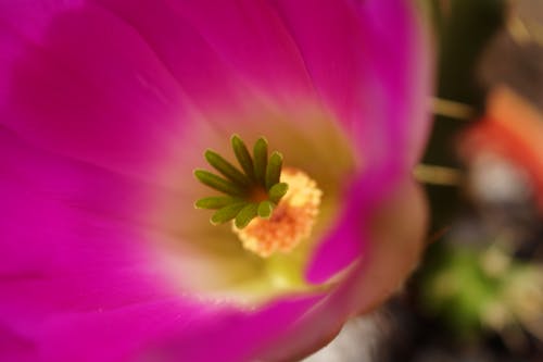 Imagine de stoc gratuită din floare, floare de cactus, fotografie macro