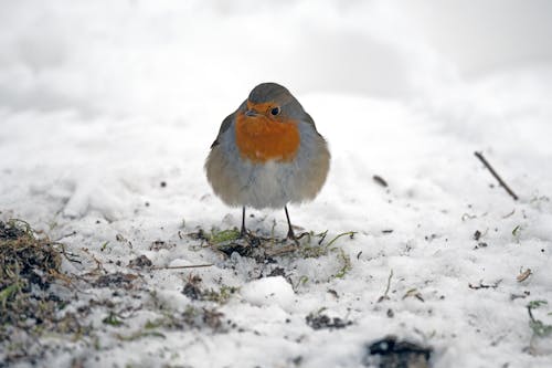 hayvan, kar, kardinal içeren Ücretsiz stok fotoğraf