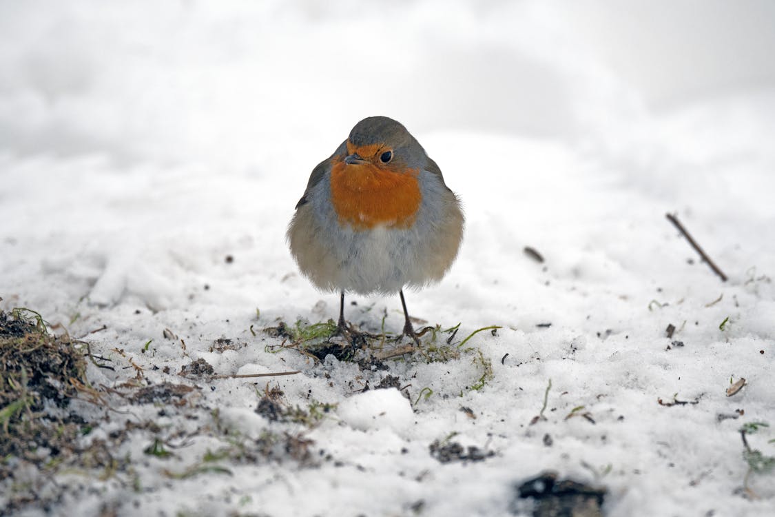 Kostenloses Stock Foto zu feder, kardinal, schnee