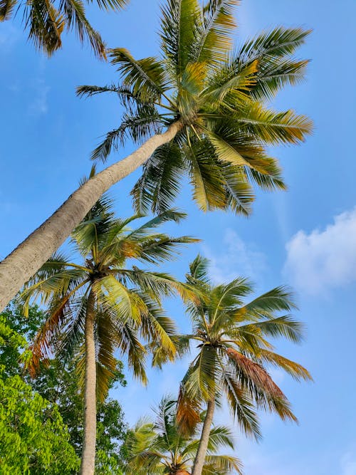 Palms in Sunlight 