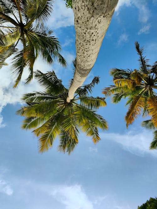 Free stock photo of at the beach, beach, palmtree