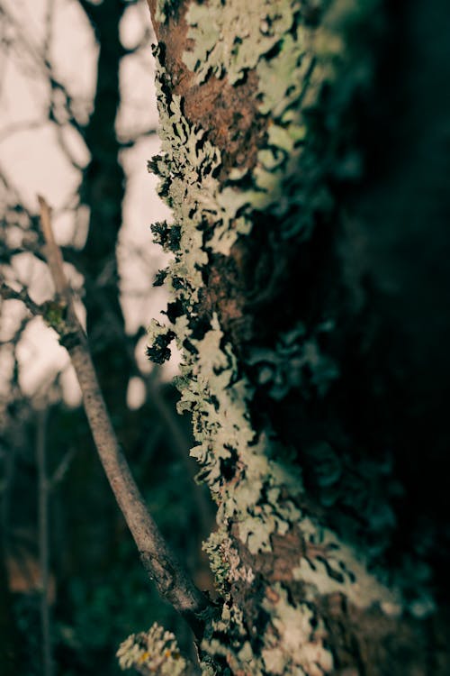 Foto d'estoc gratuïta de arbre de tardor