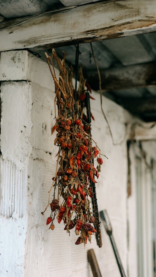 Bunch of Twigs with Red Berries Drying Under the Ceiling