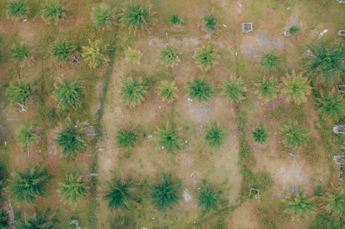 Luchtfotografie Van Groene Bomen