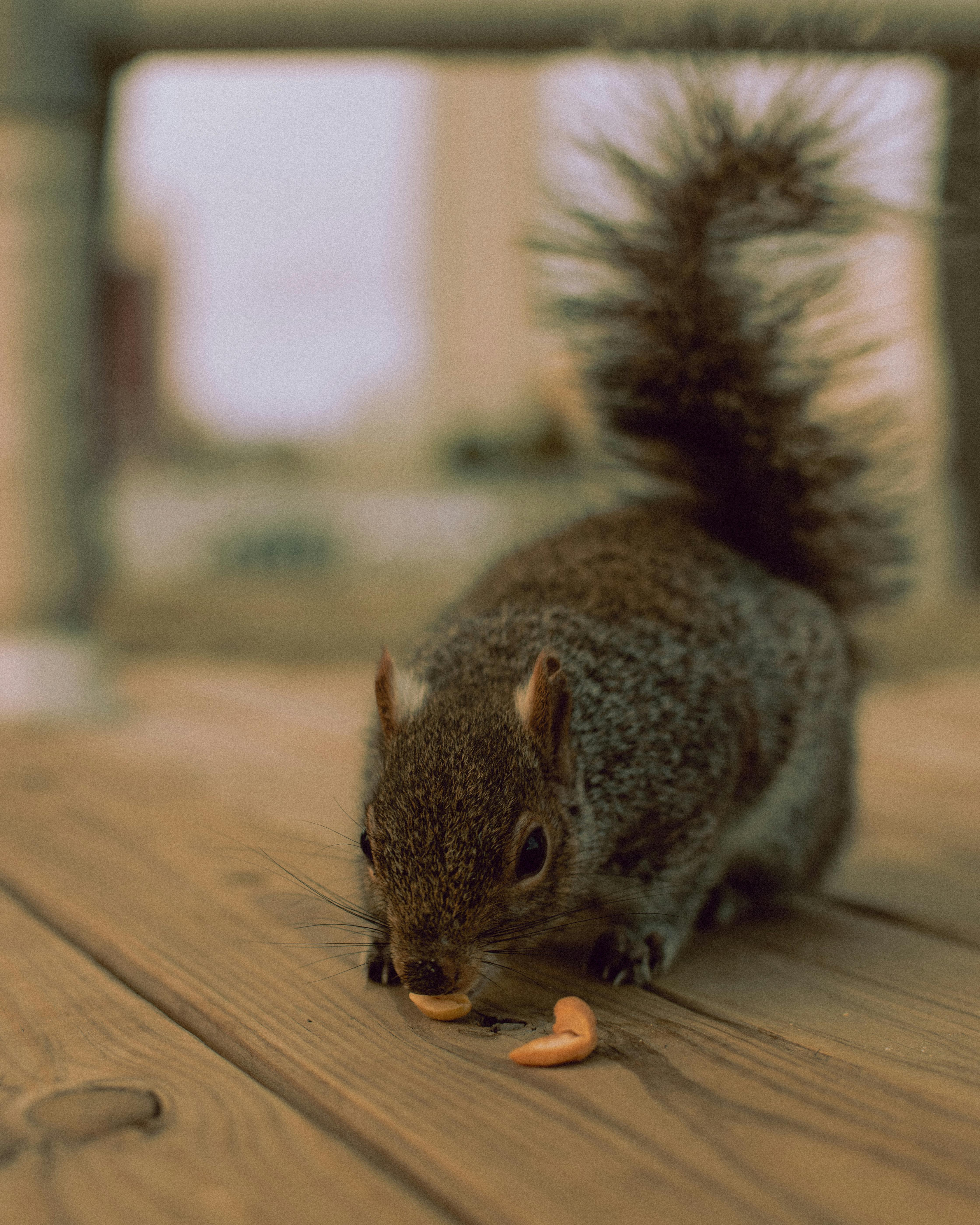 Close-up shot of an eastern gray squirrel eating a peanut on a wooden surface.