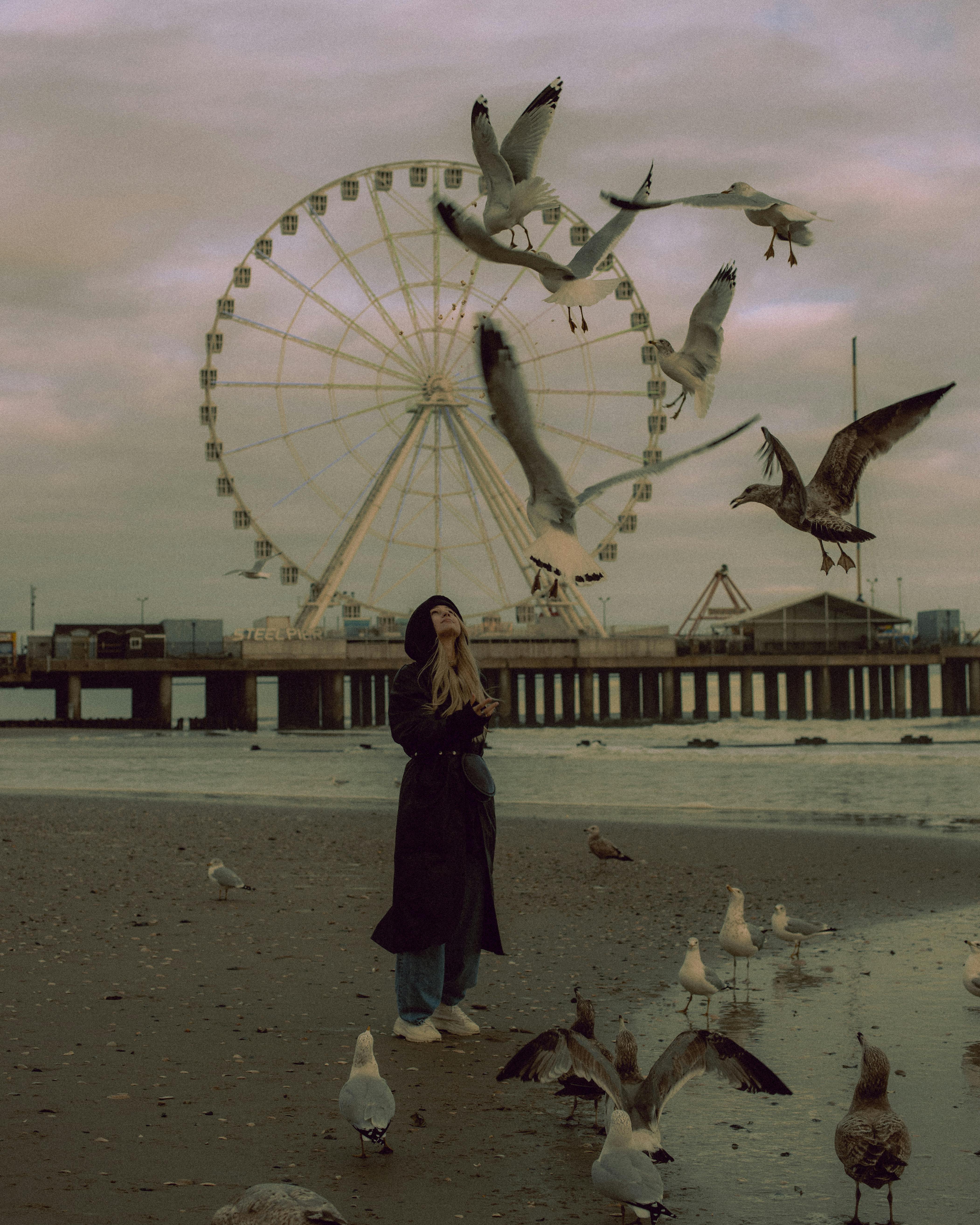 tourist feeding seagulls on the beach with a steel pier amusement park in the background