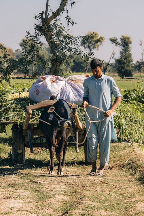 Δωρεάν στοκ φωτογραφιών με αγρότης, αγροτικός, άνδρας