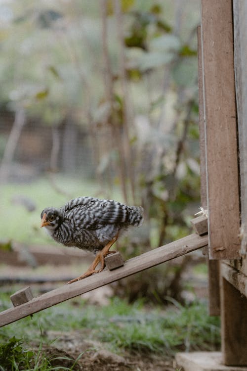 チキン, ファーム, 動物の写真の無料の写真素材