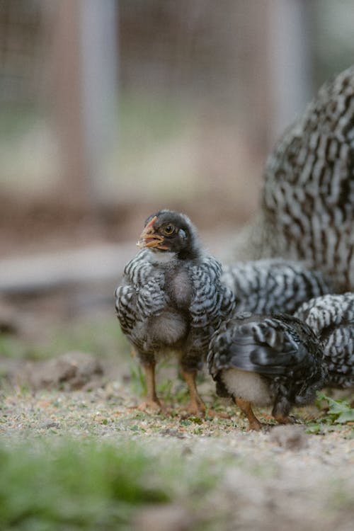 Gratis stockfoto met aarde, dierenfotografie, grit