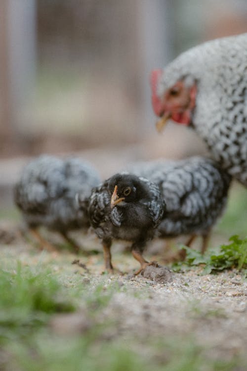 Foto stok gratis avians, ayam betina, belum tua