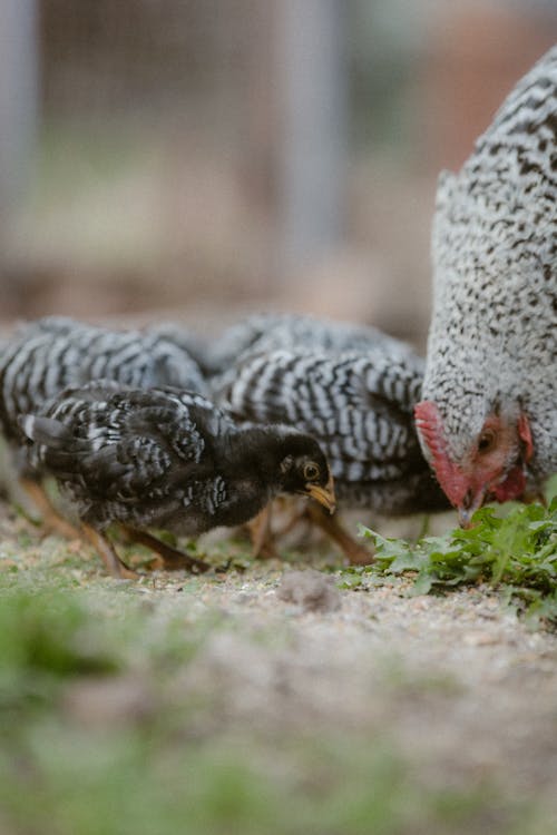 Gratis stockfoto met aarde, dierenfotografie, hen