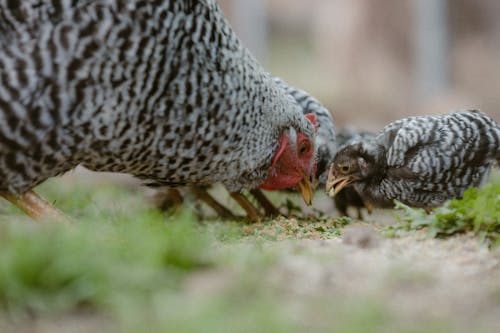 Gratis stockfoto met aarde, dierenfotografie, hen