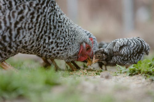 Gratis stockfoto met aarde, dierenfotografie, hen