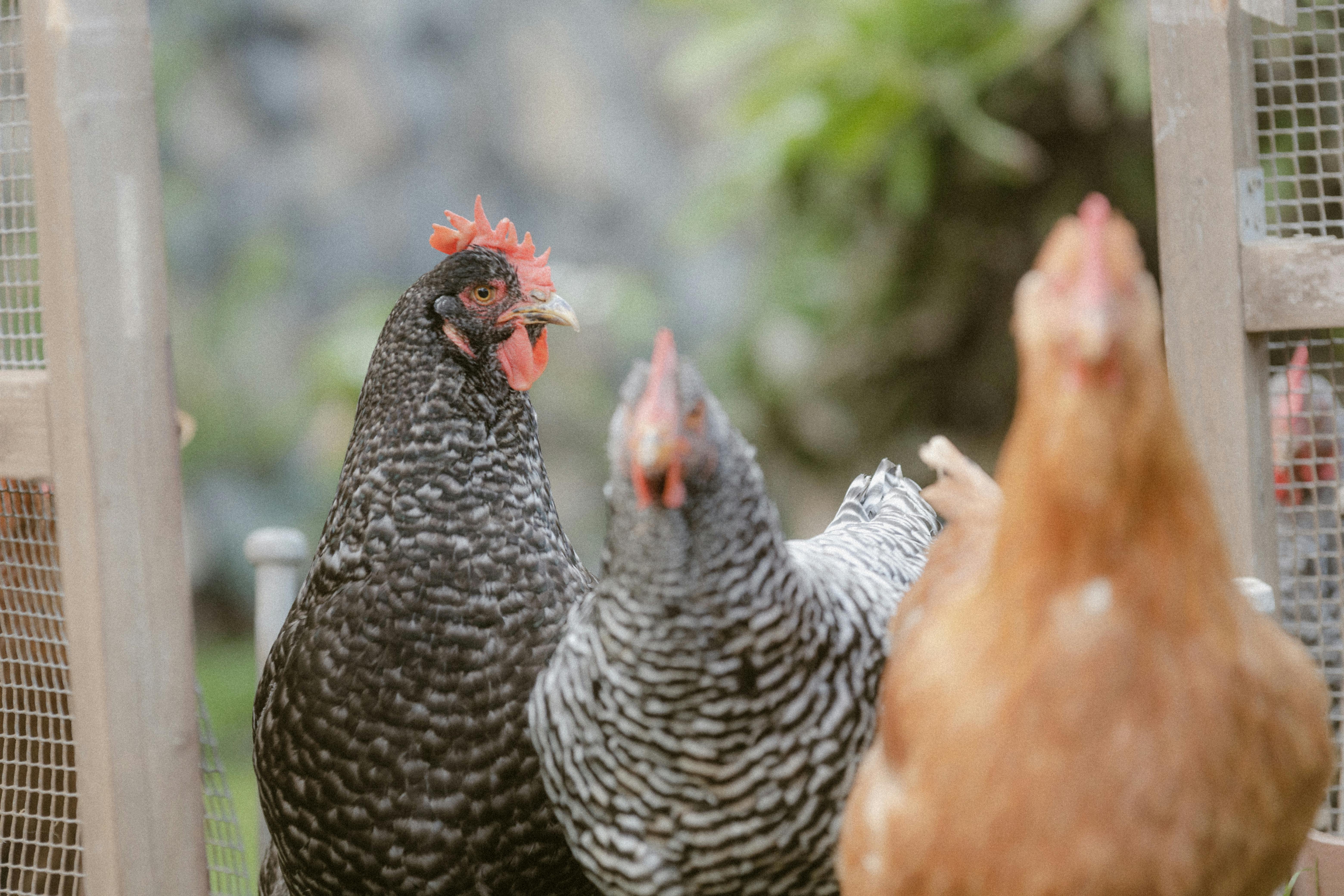 Rhode Island Red Chickens
