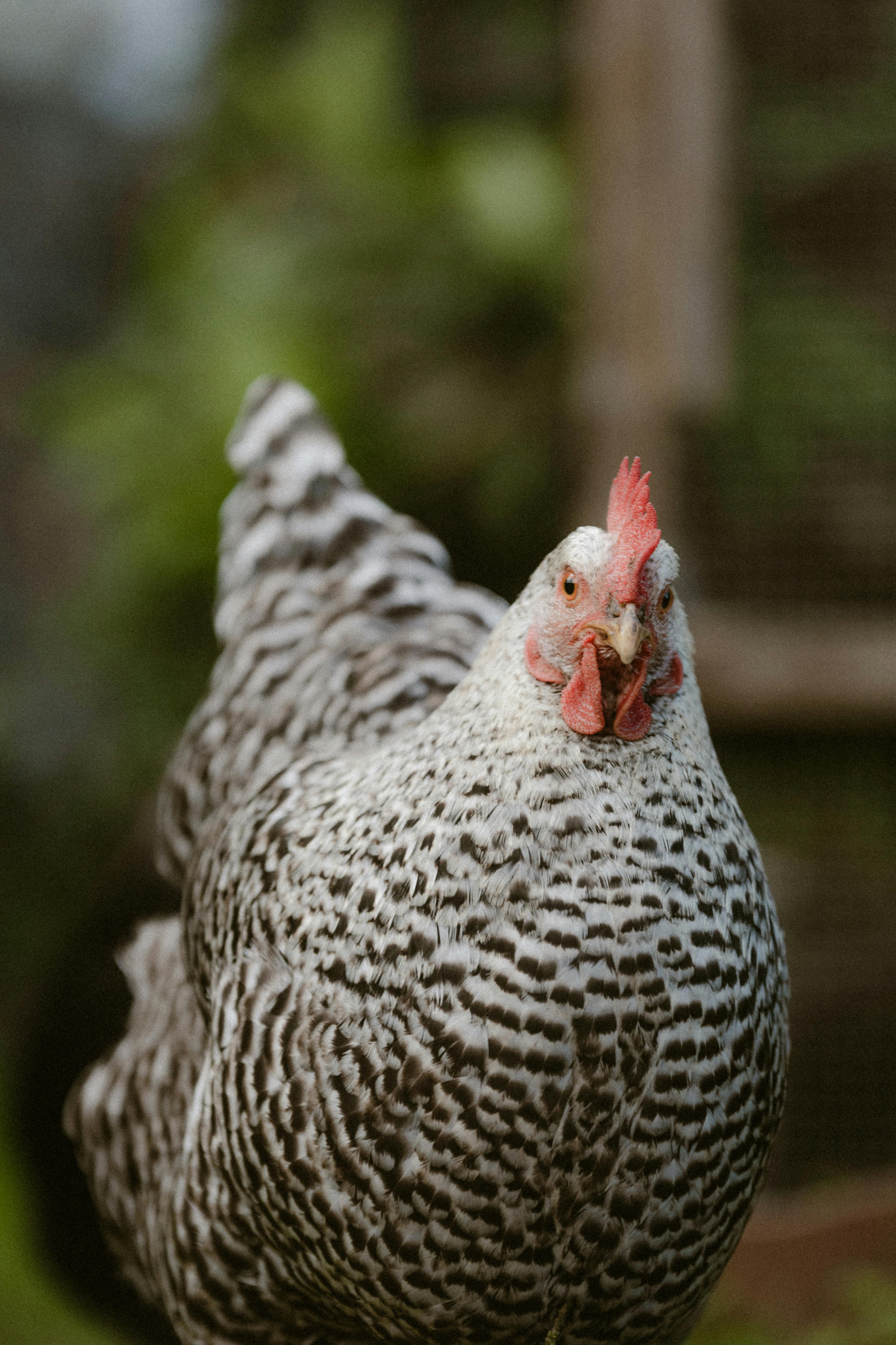 How to‍ Season Your Chicken for Maximum Flavor