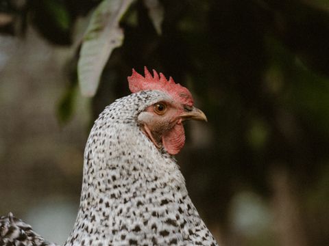 Barred speckled hen